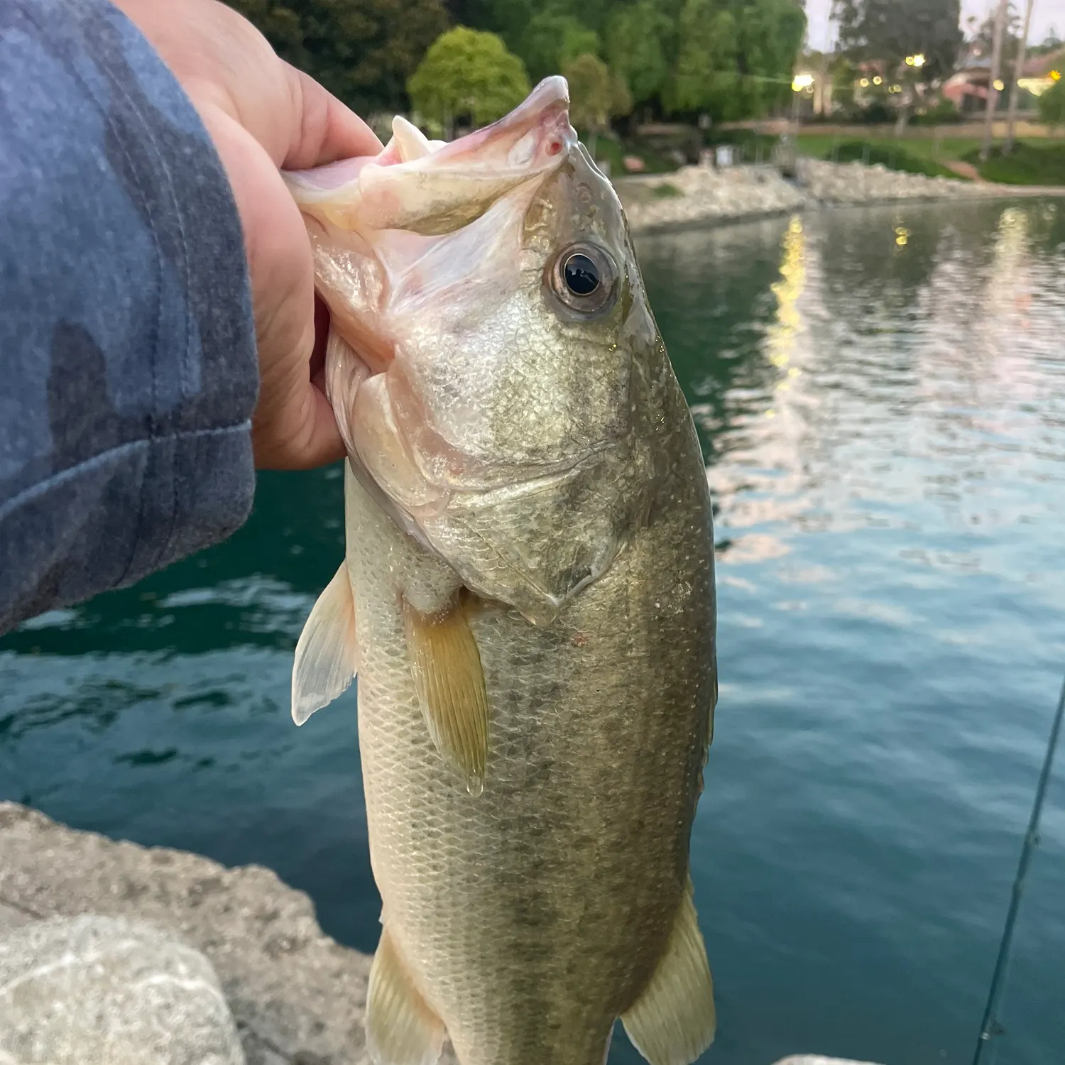 catch