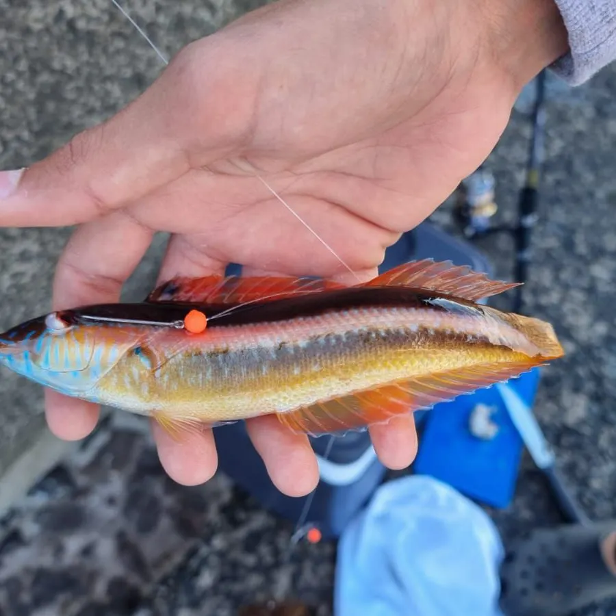 Maori wrasse caught on Fishbrain