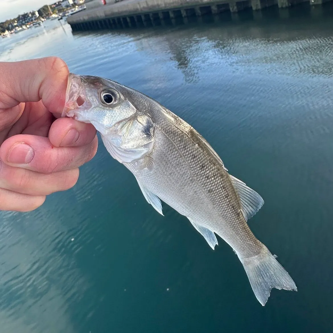 European seabass caught on Fishbrain