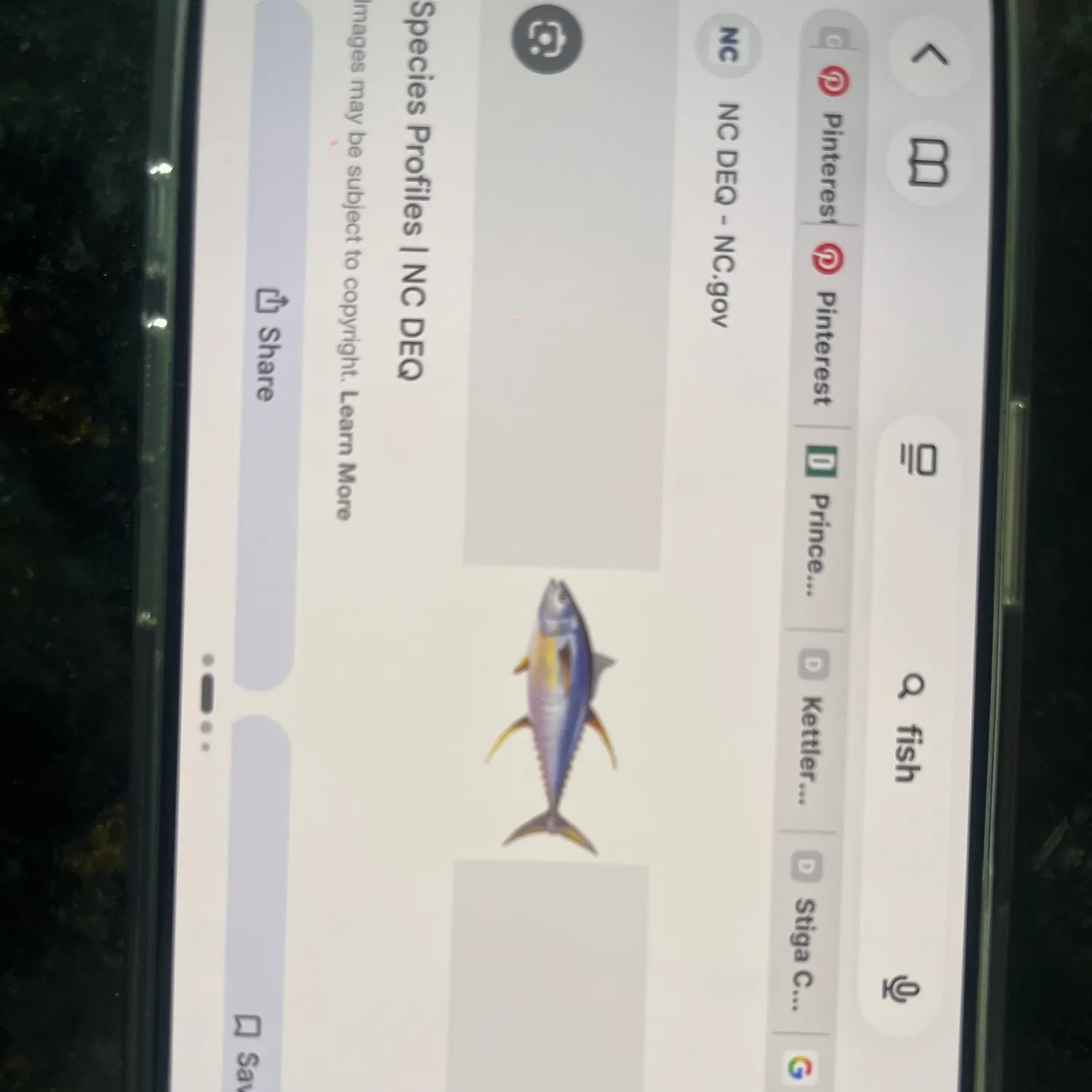 recently logged catches