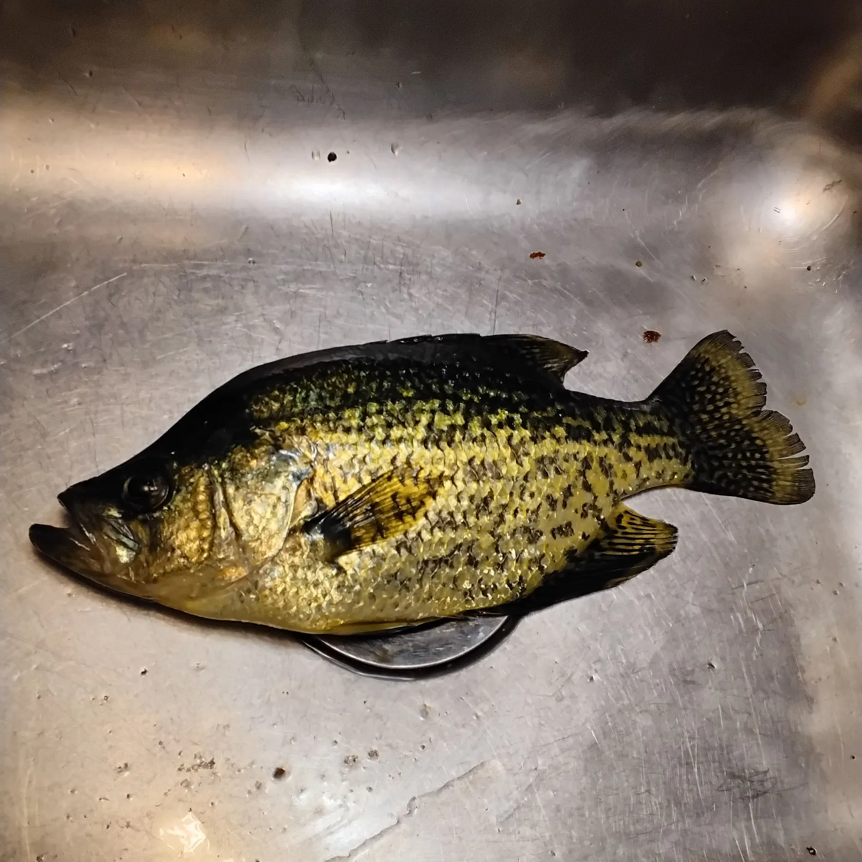 Black crappie caught on Fishbrain