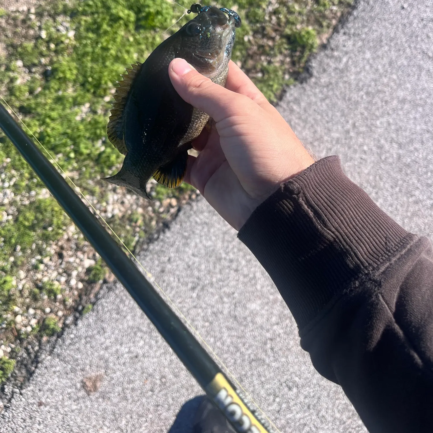 Green sunfish caught on Fishbrain