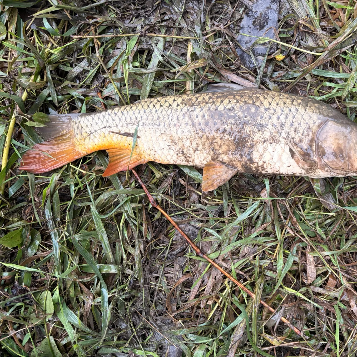 Common carp caught on Fishbrain