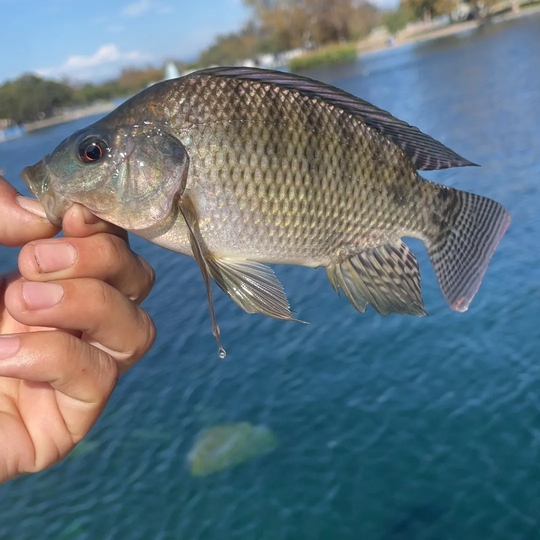 Nile tilapia caught on Fishbrain
