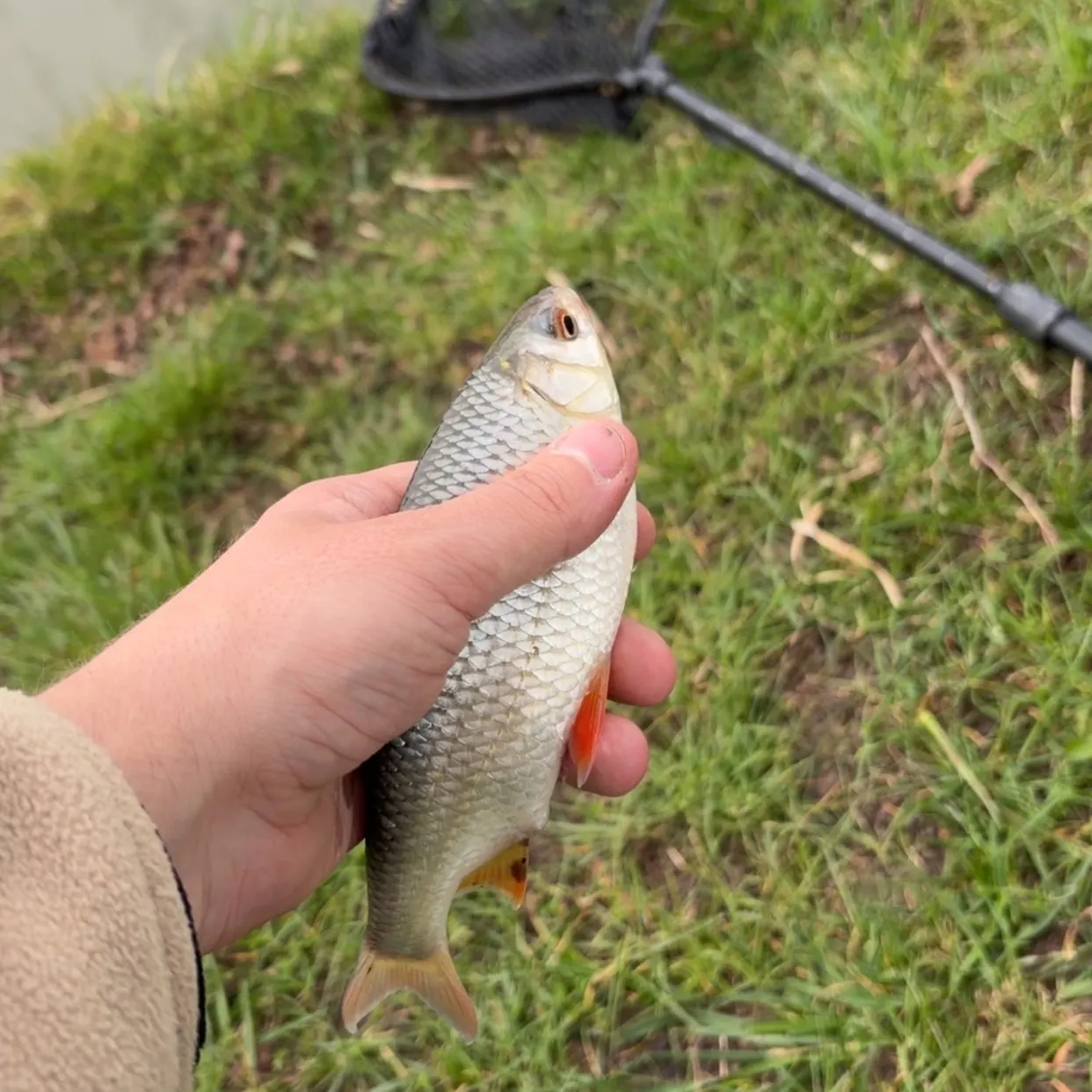 Common roach caught on Fishbrain