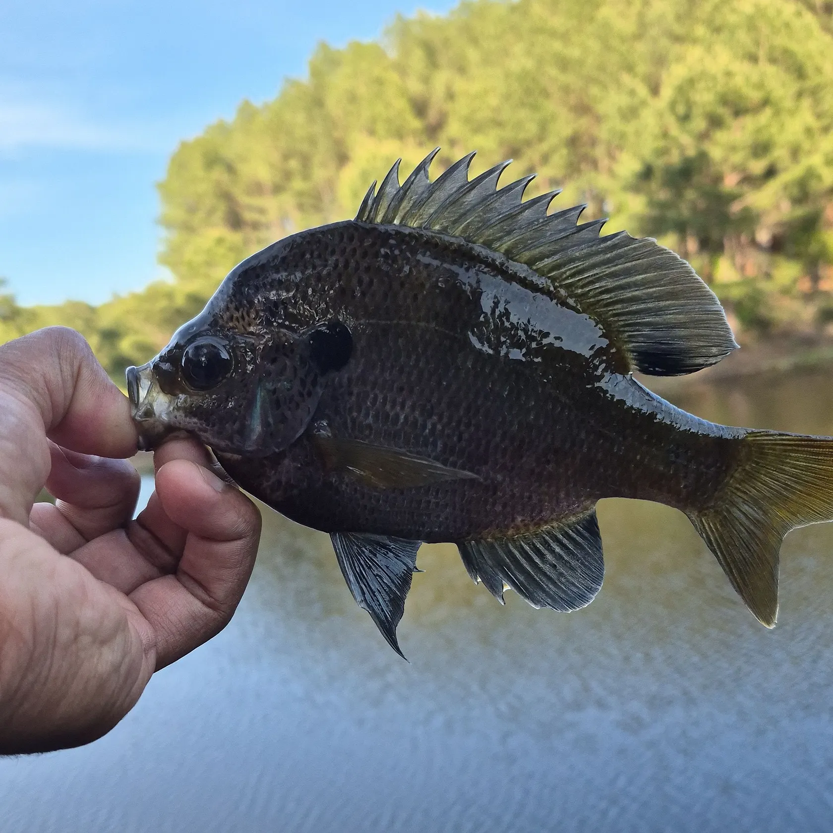The most recent Coppernose bluegill catches on Fishbrain