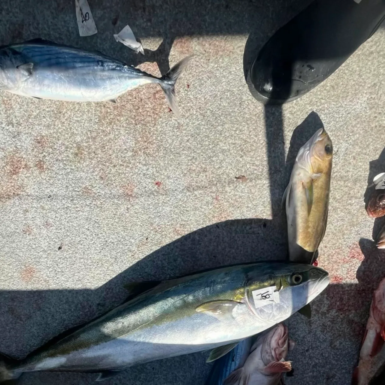 The most recent California yellowtail amberjack catches on Fishbrain