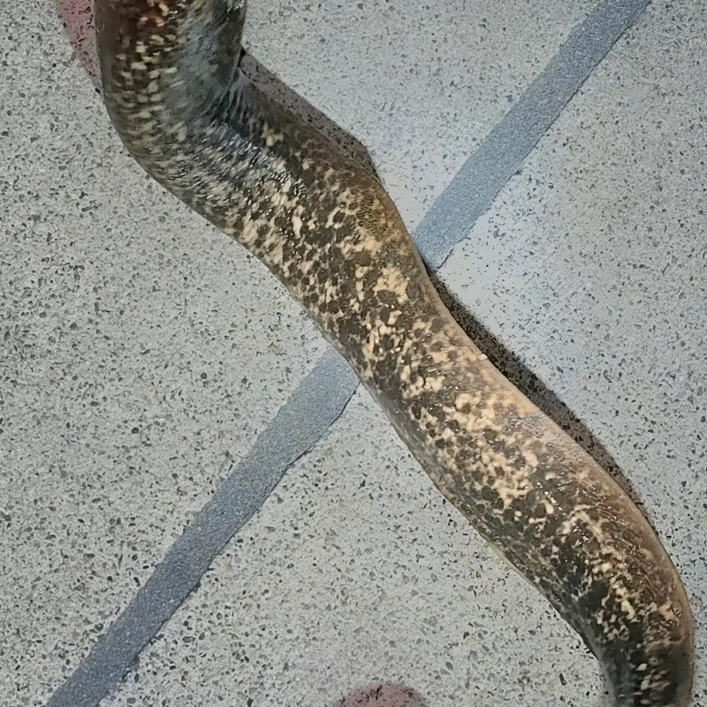 The most recent California moray catches on Fishbrain