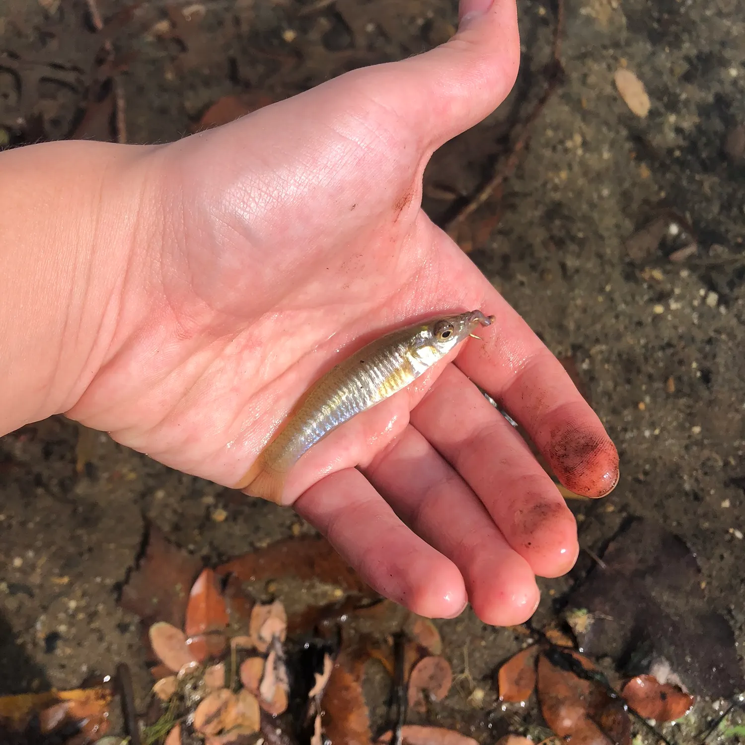 The most recent Banded killifish catches on Fishbrain