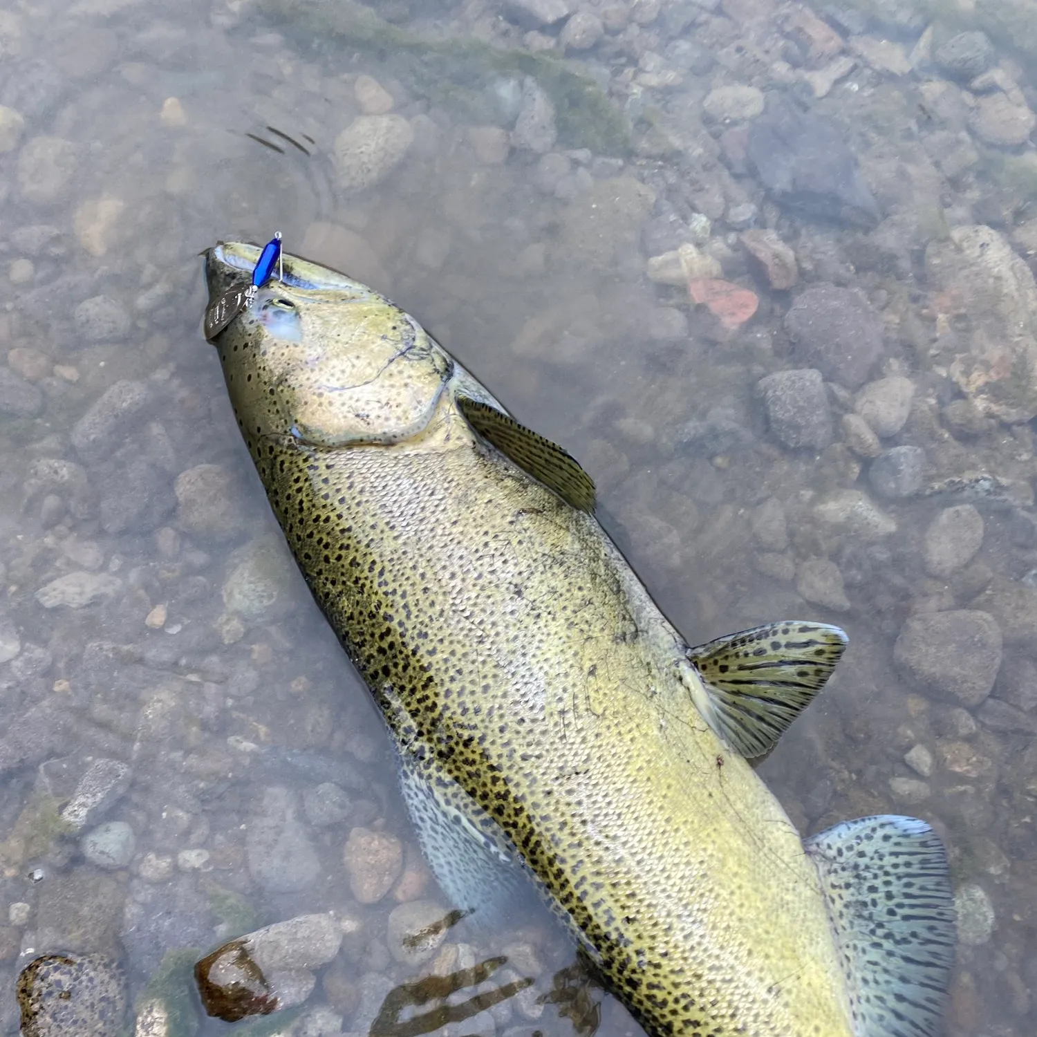 Chinook salmon caught on Fishbrain