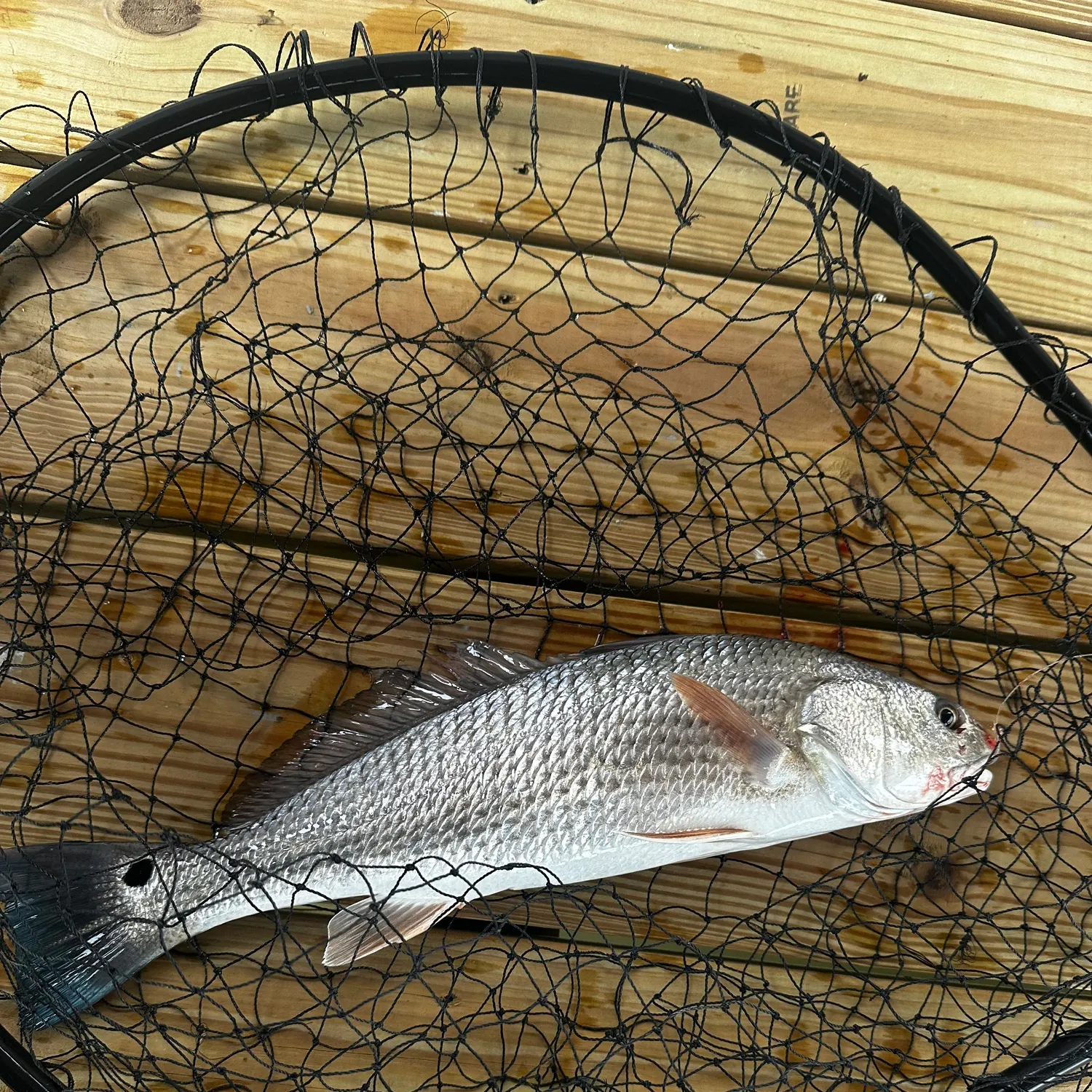 Red drum caught on Fishbrain