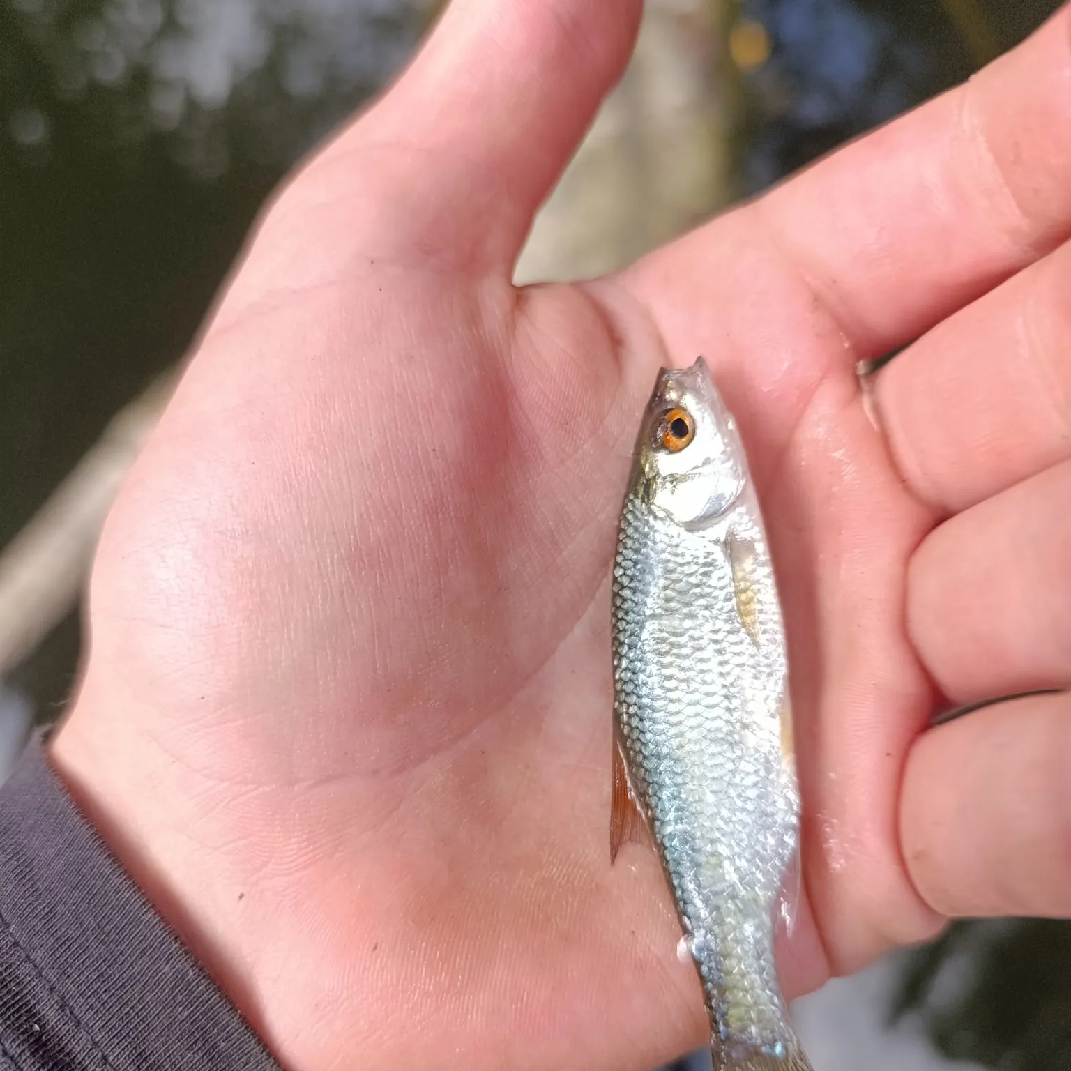 Common roach caught on Fishbrain