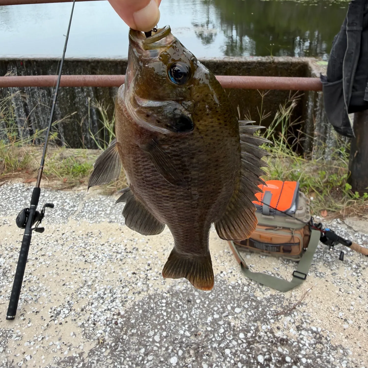Bluegill caught on Fishbrain