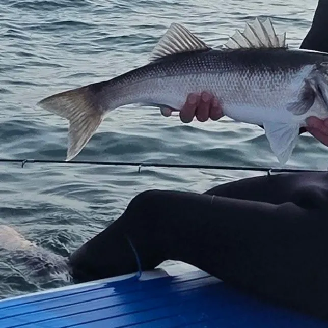 The most recent European seabass catches on Fishbrain