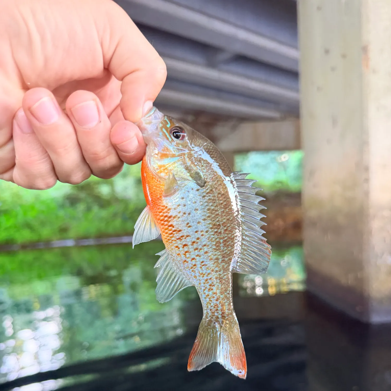 Redbreast sunfish caught on Fishbrain