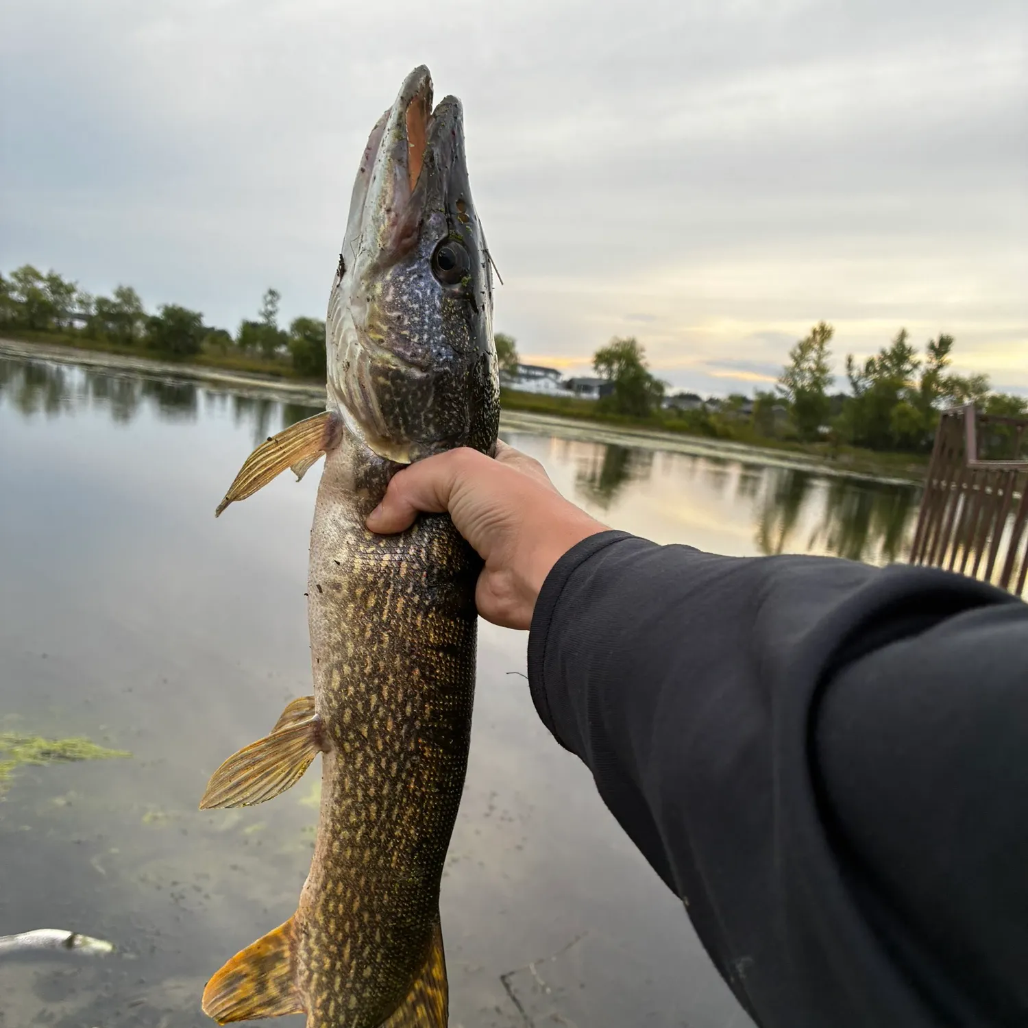 Northern pike caught on Fishbrain