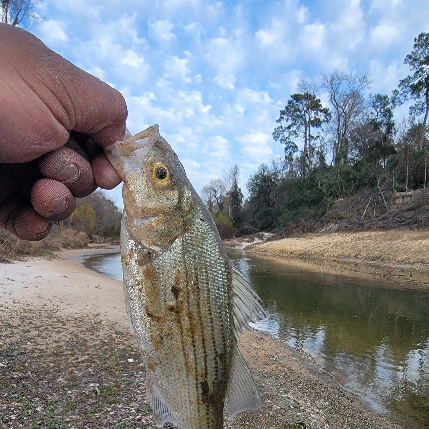 The most recent White bass catches on Fishbrain