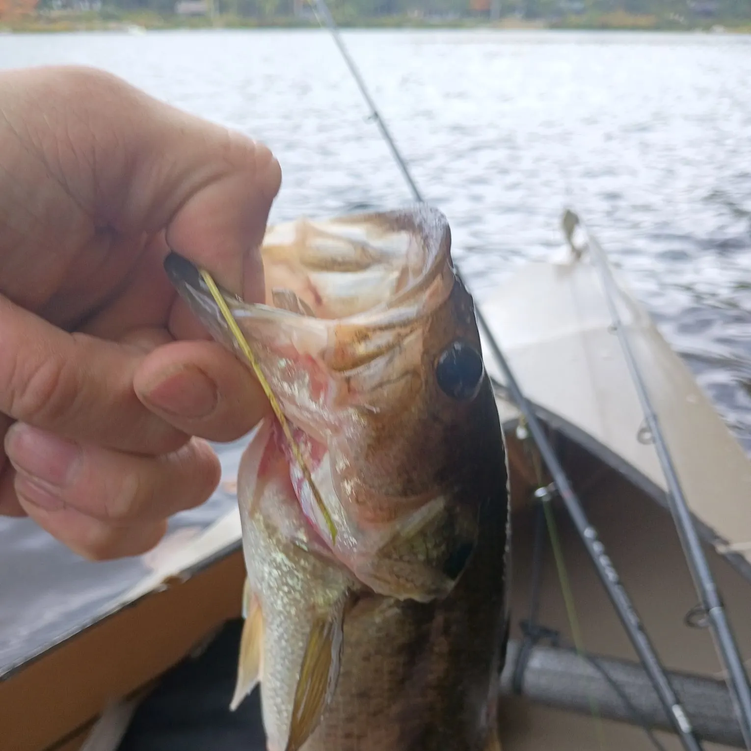 Largemouth bass caught on Fishbrain