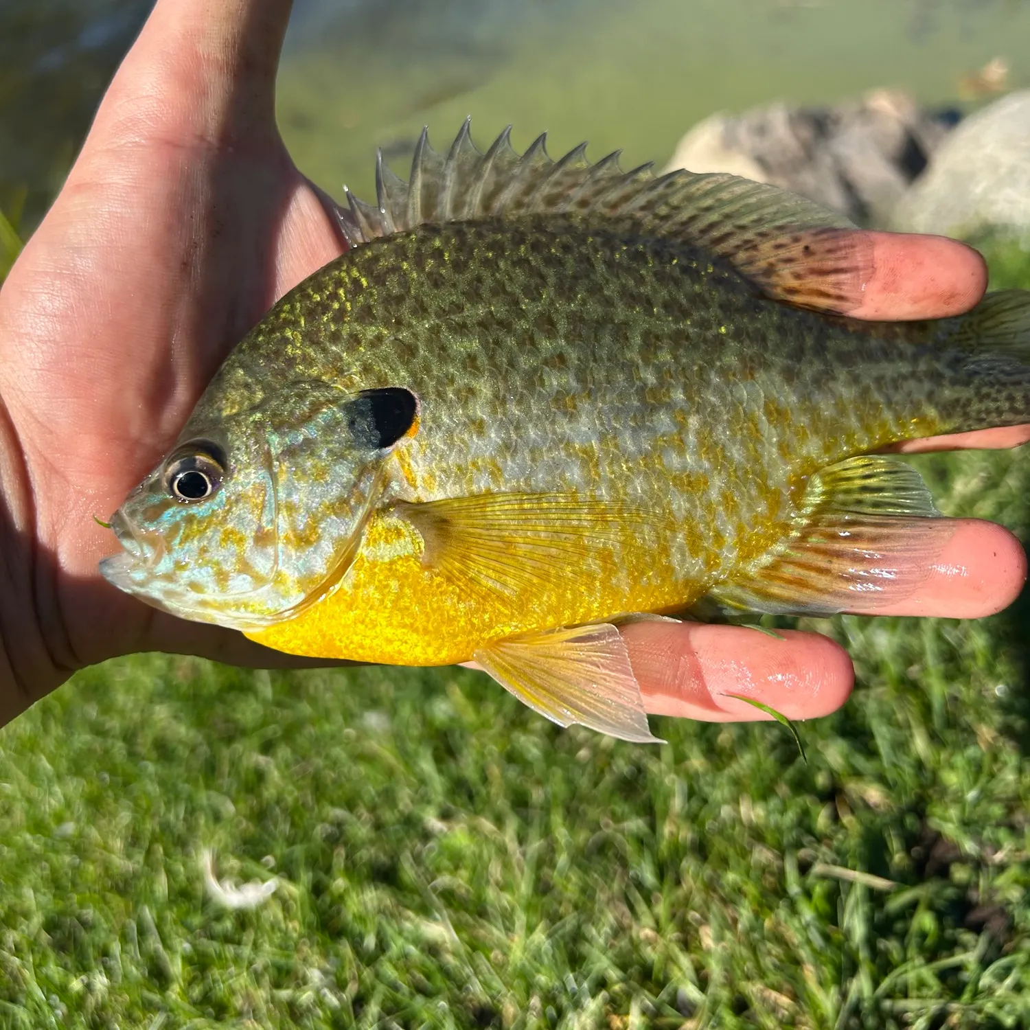 Pumpkinseed caught on Fishbrain