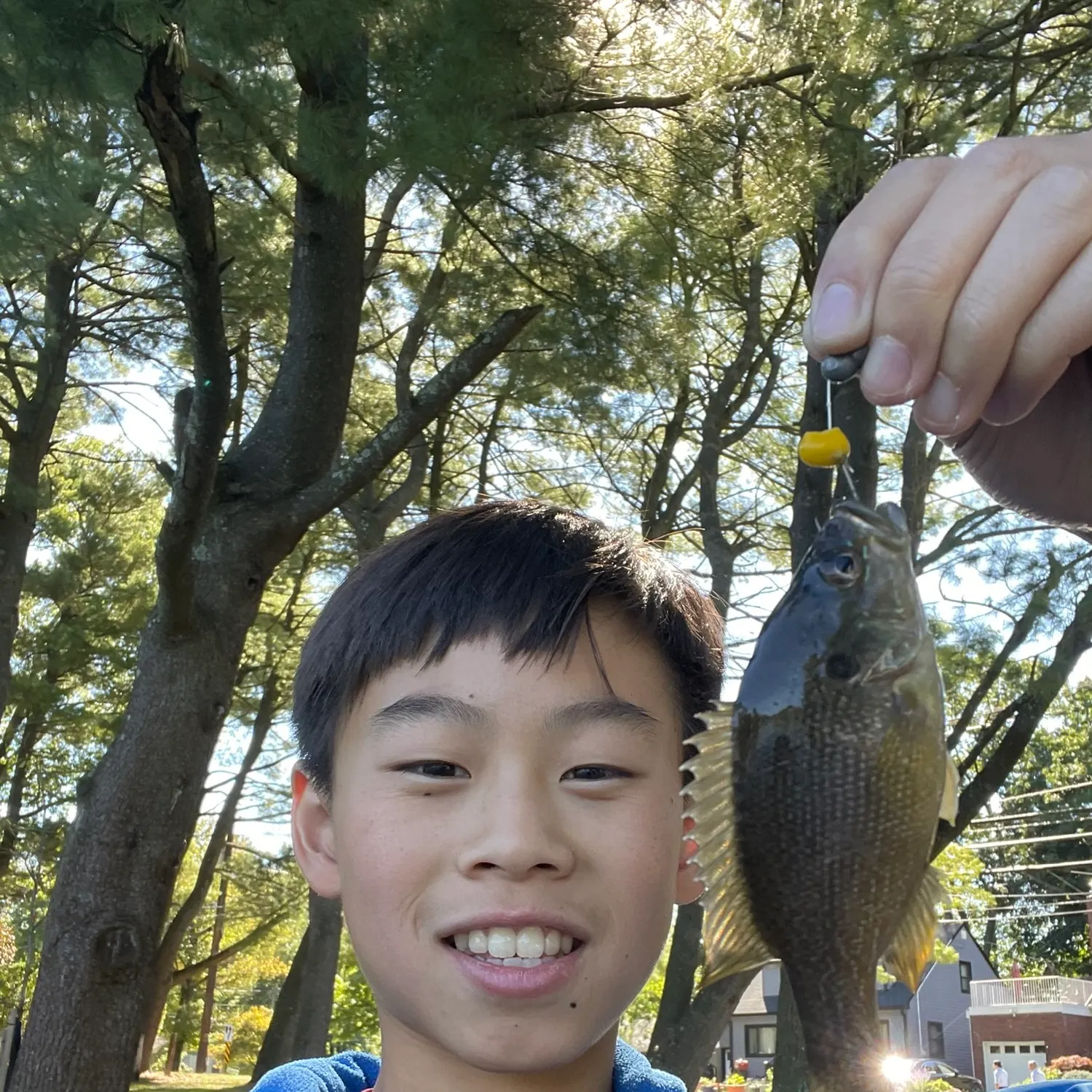 Green sunfish caught on Fishbrain