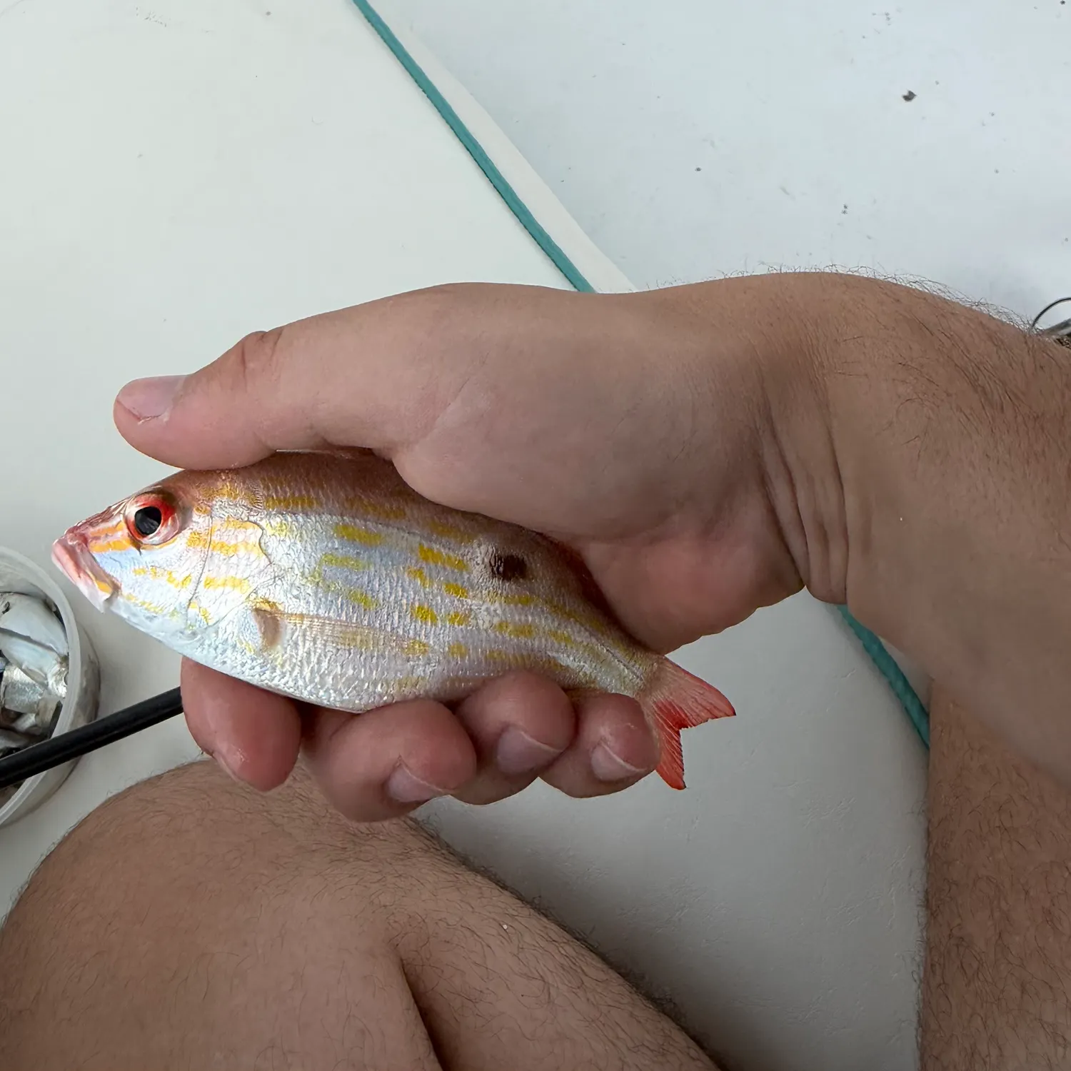 Lane snapper caught on Fishbrain