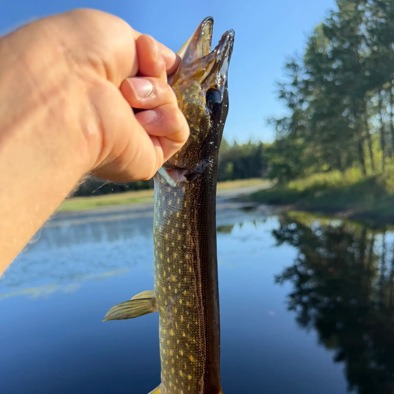 Northern pike caught on Fishbrain