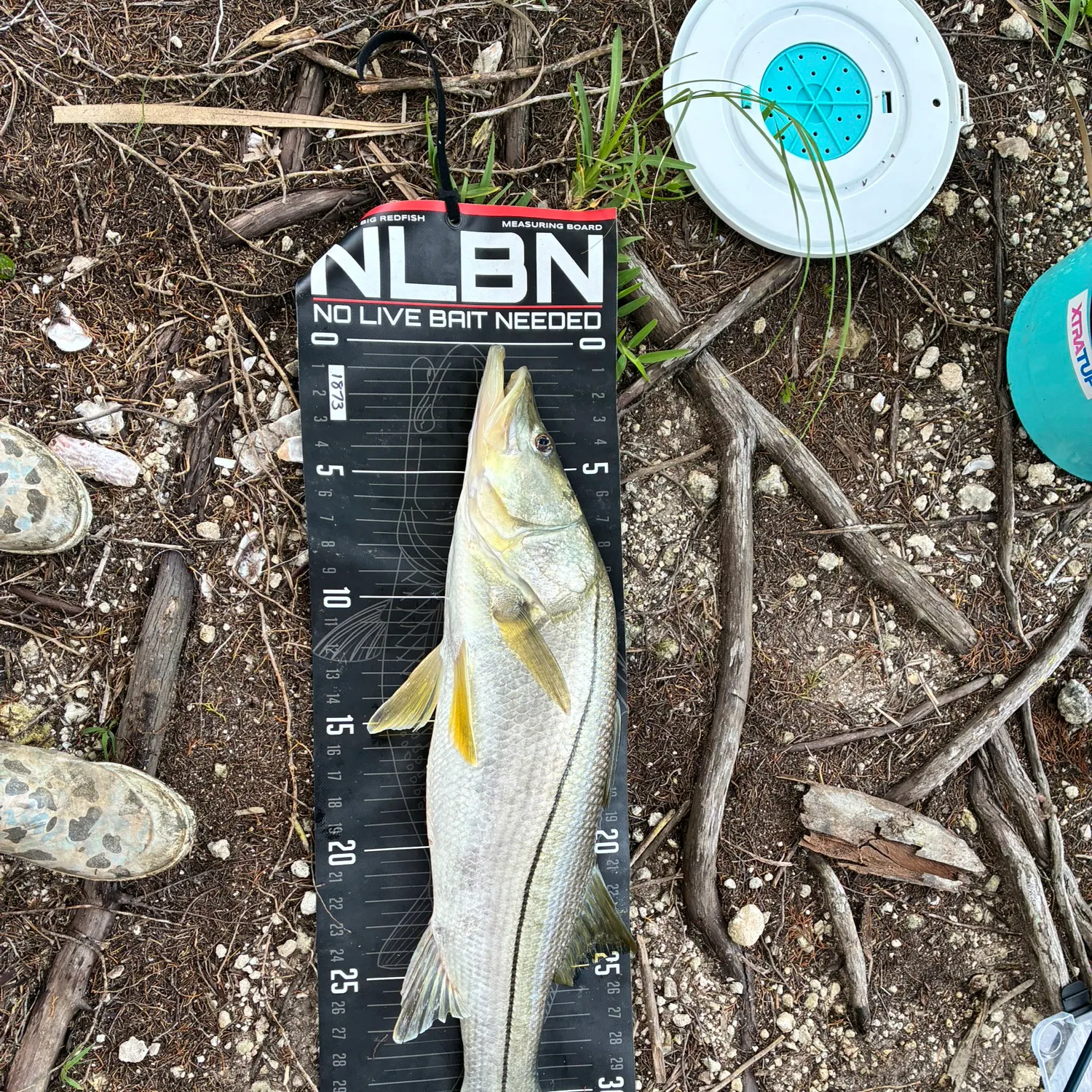 Common snook caught on Fishbrain