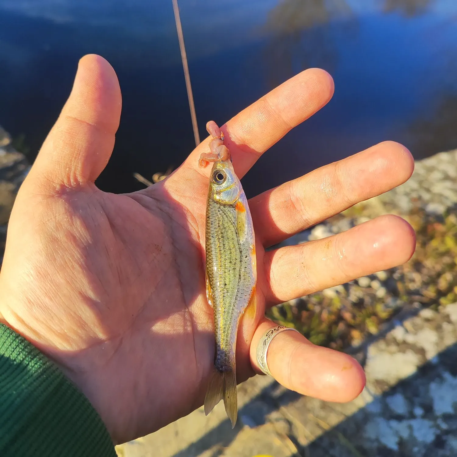 The most recent Spirinchus lanceolatus catches on Fishbrain
