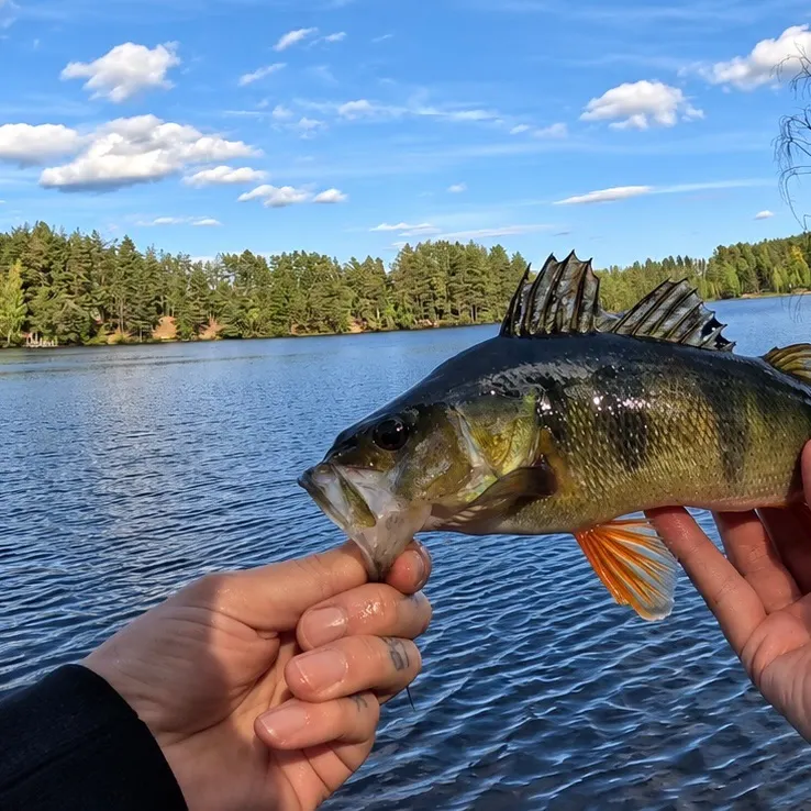 European perch caught on Fishbrain