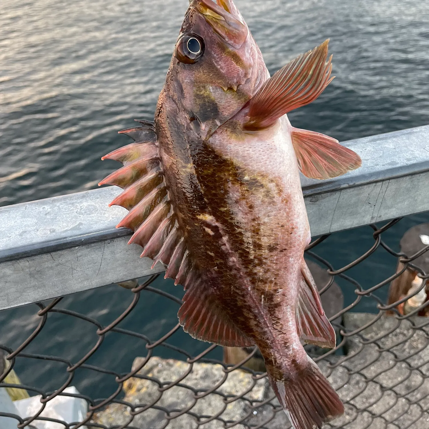 The most recent Calico rockfish catches on Fishbrain