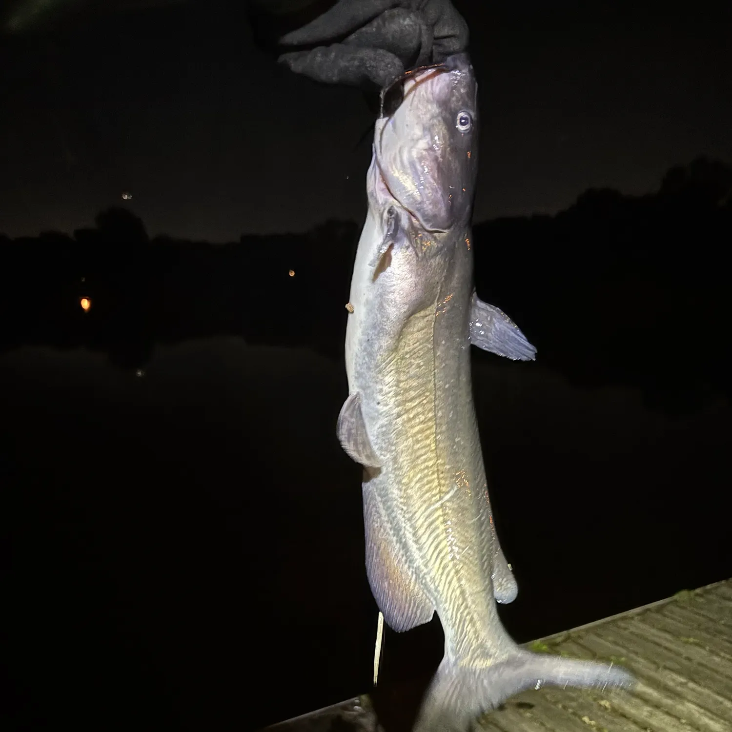 Channel catfish caught on Fishbrain