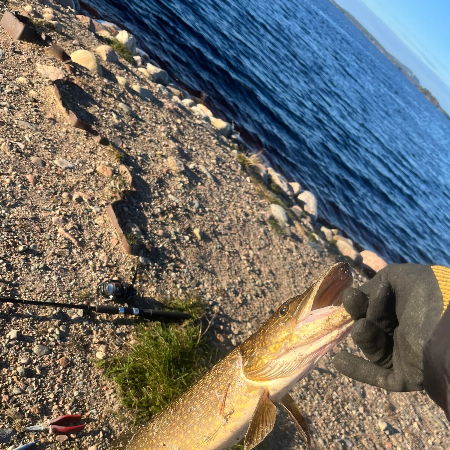 Northern pike caught on Fishbrain