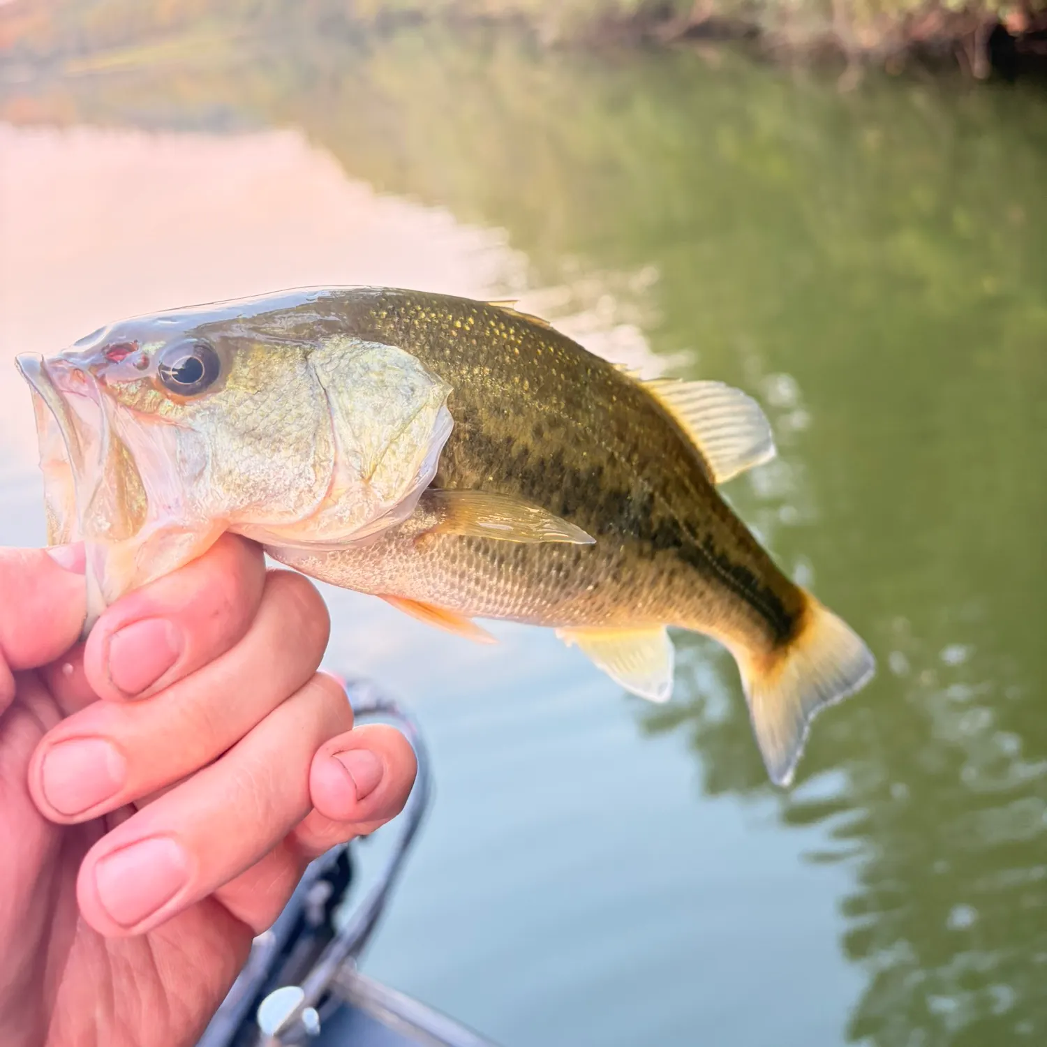 Fish caught on Fishbrain