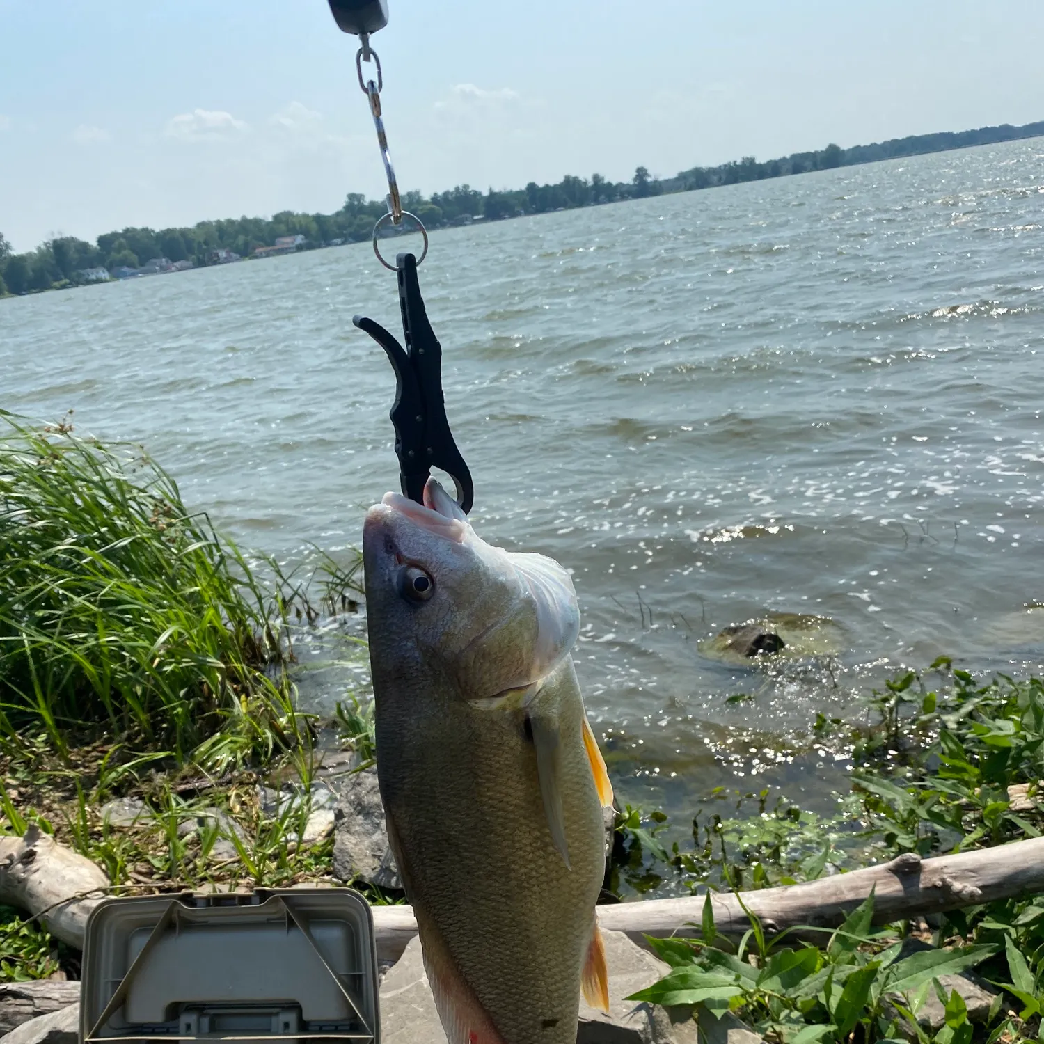 The most recent Freshwater drum catches on Fishbrain