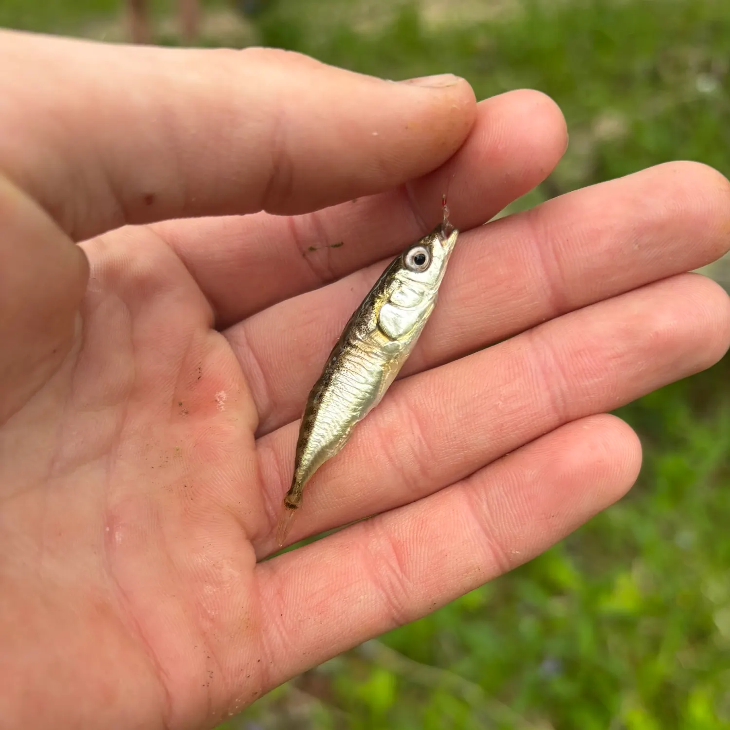 The most recent Three-spined stickleback catches on Fishbrain