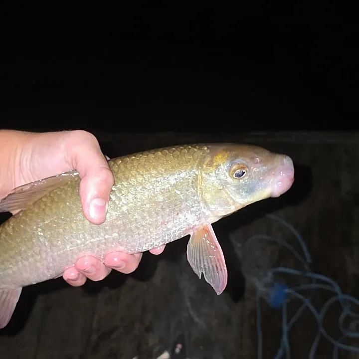 Golden redhorse caught on Fishbrain