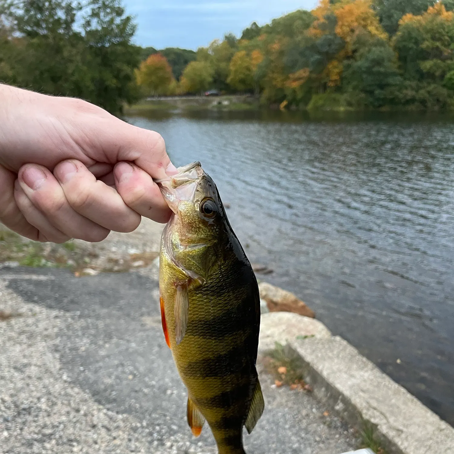 Yellow perch caught on Fishbrain