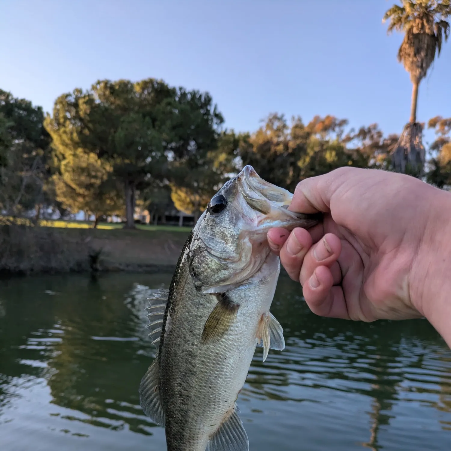 The most recent Largemouth bass catches on Fishbrain