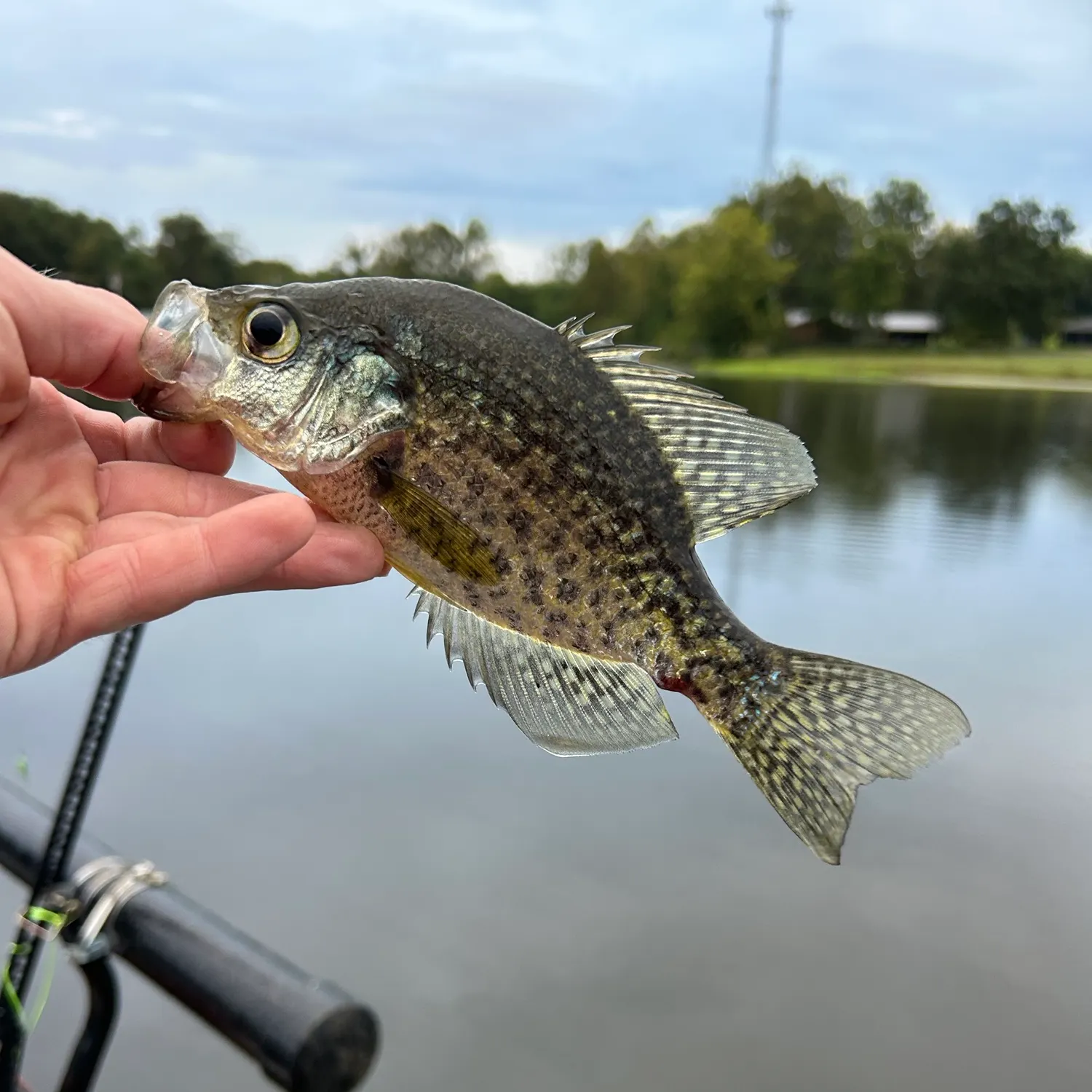 Black crappie caught on Fishbrain