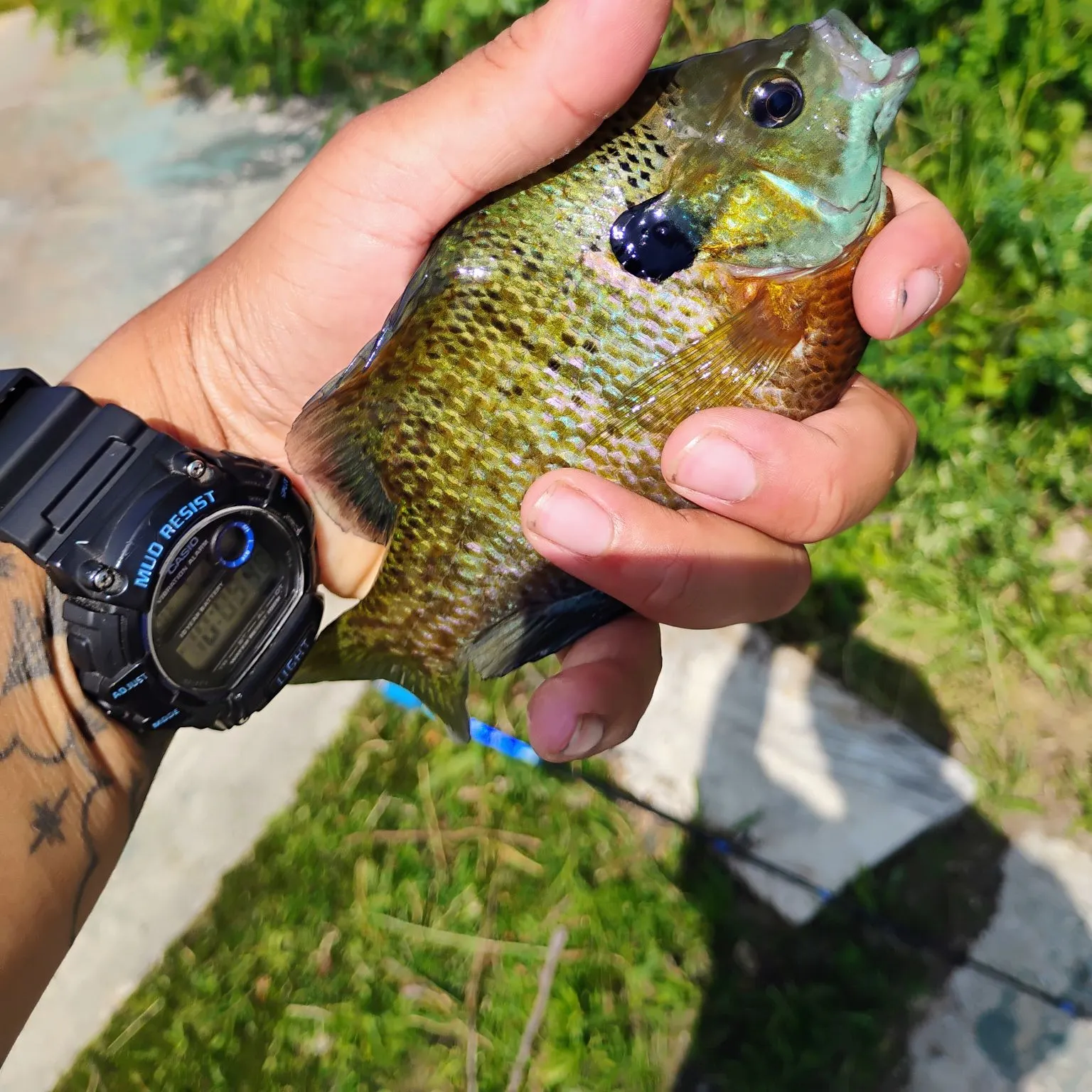catch
