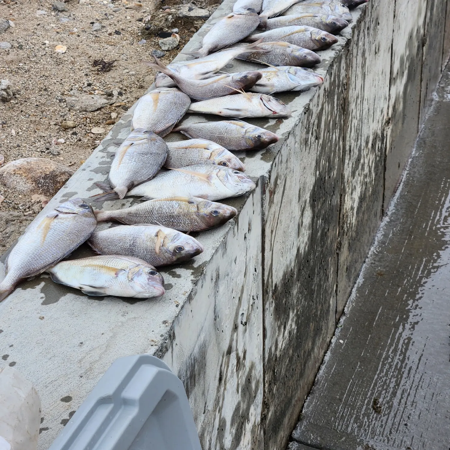 Scup caught on Fishbrain