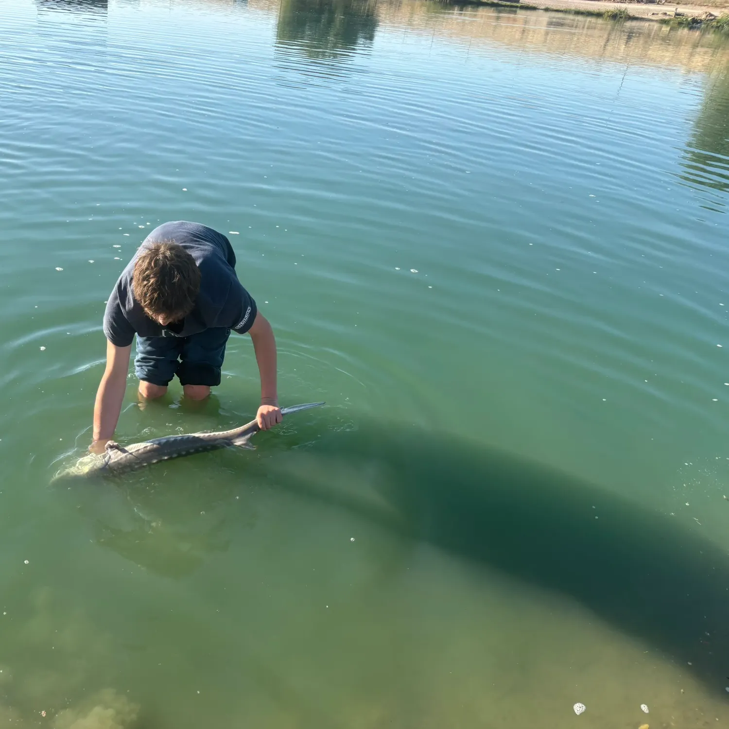 White sturgeon caught on Fishbrain