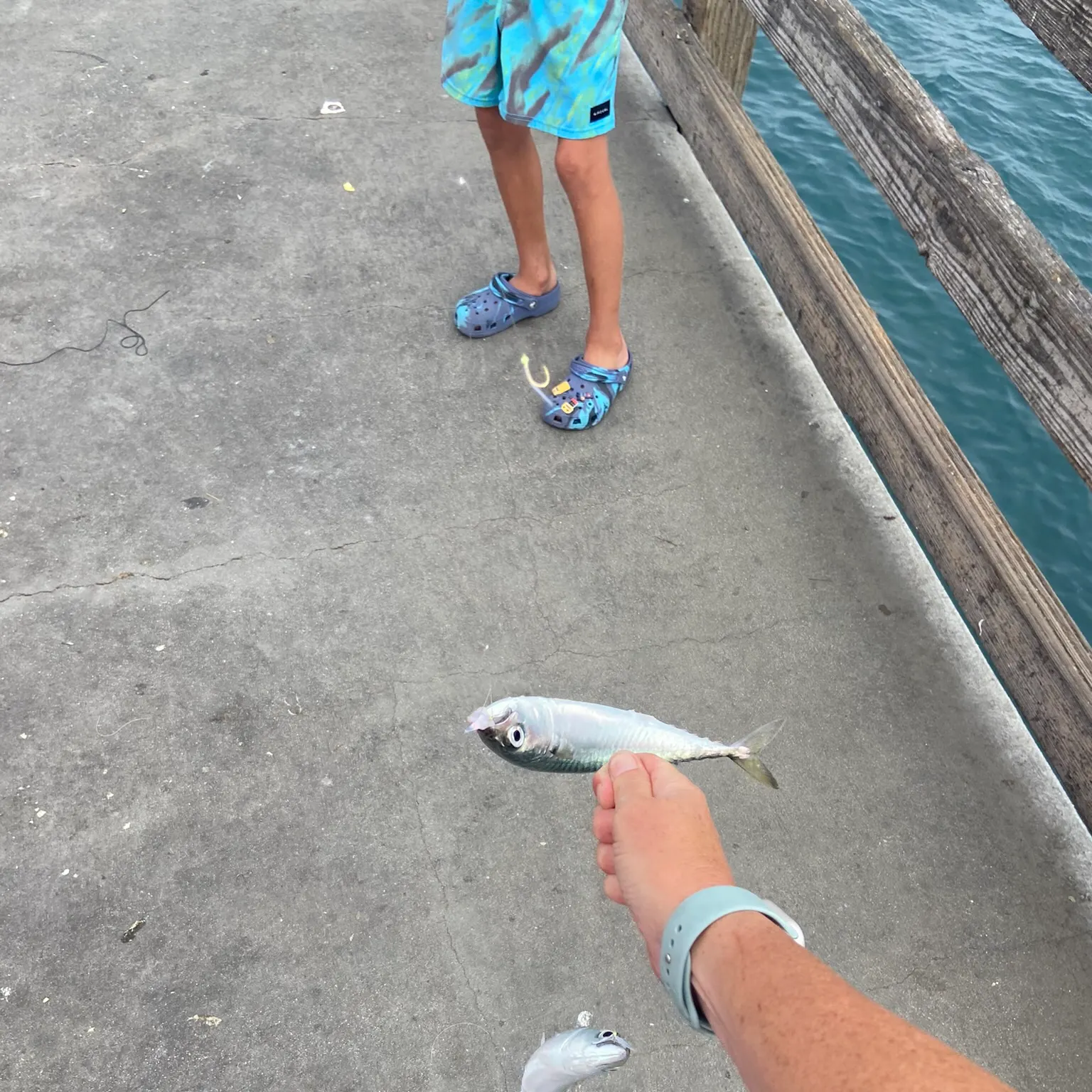 The most recent Surf smelt catches on Fishbrain