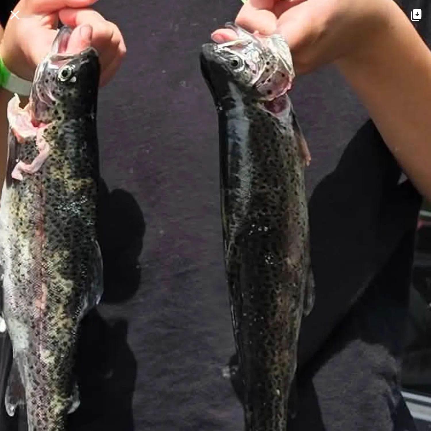 recently logged catches