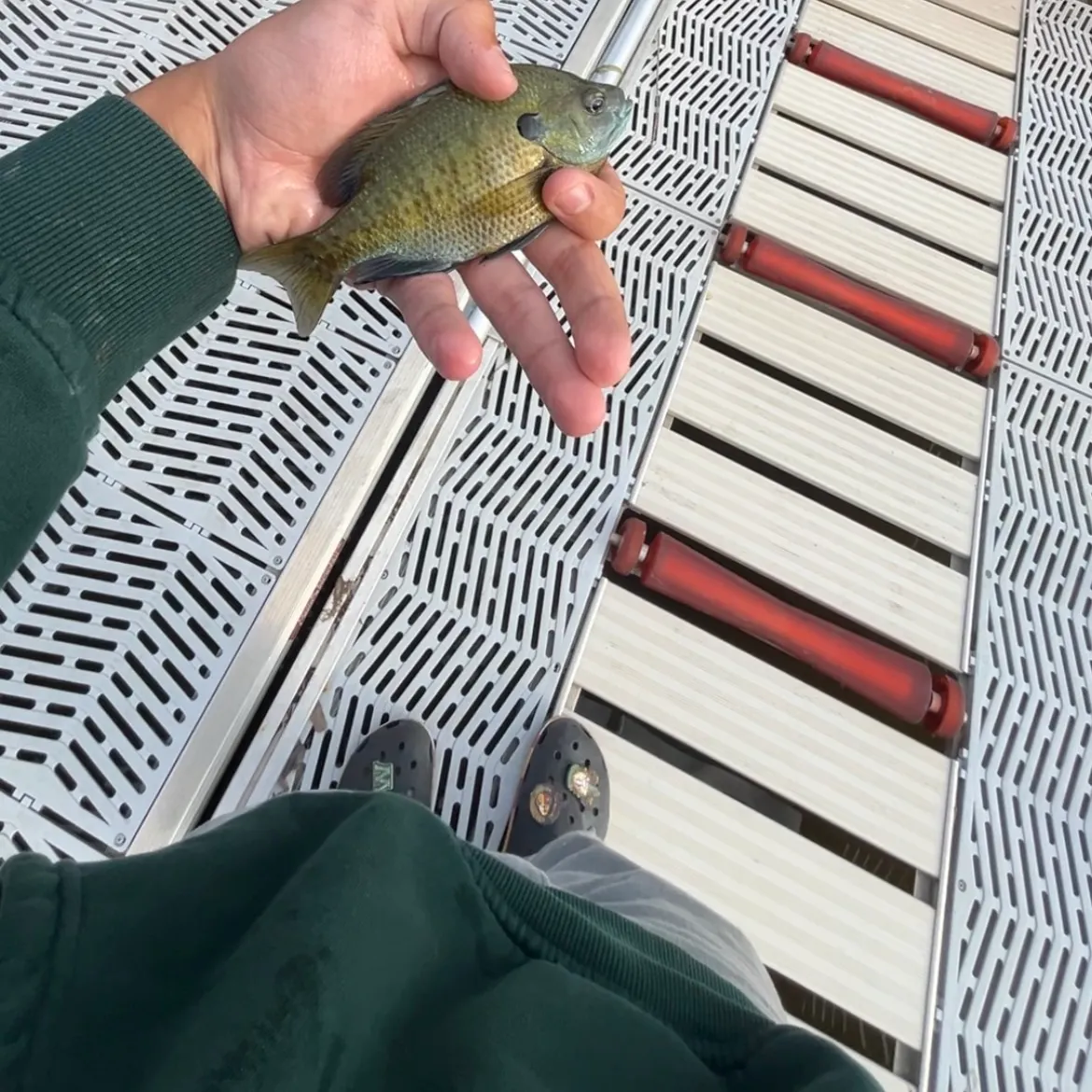 Bluegill caught on Fishbrain