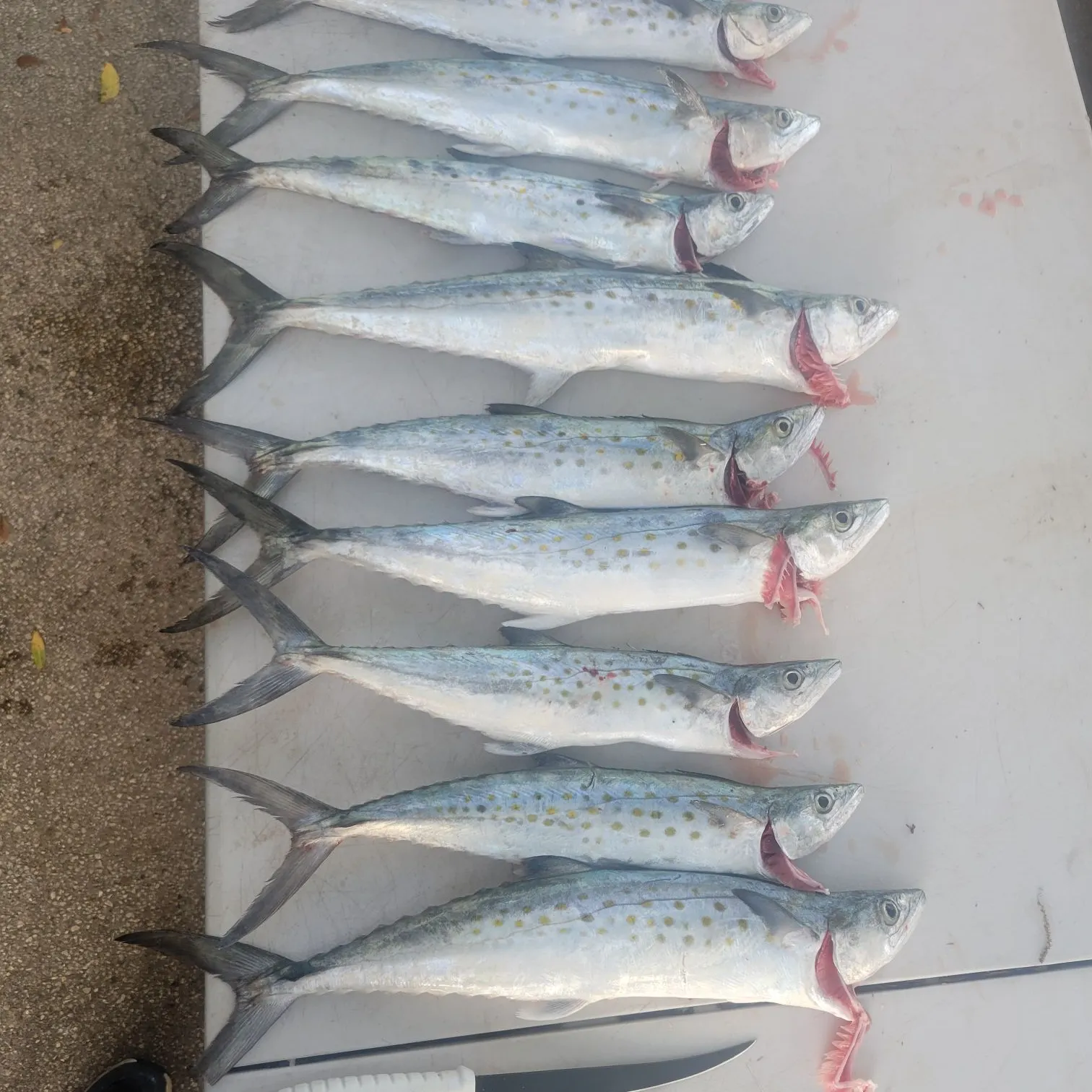recently logged catches