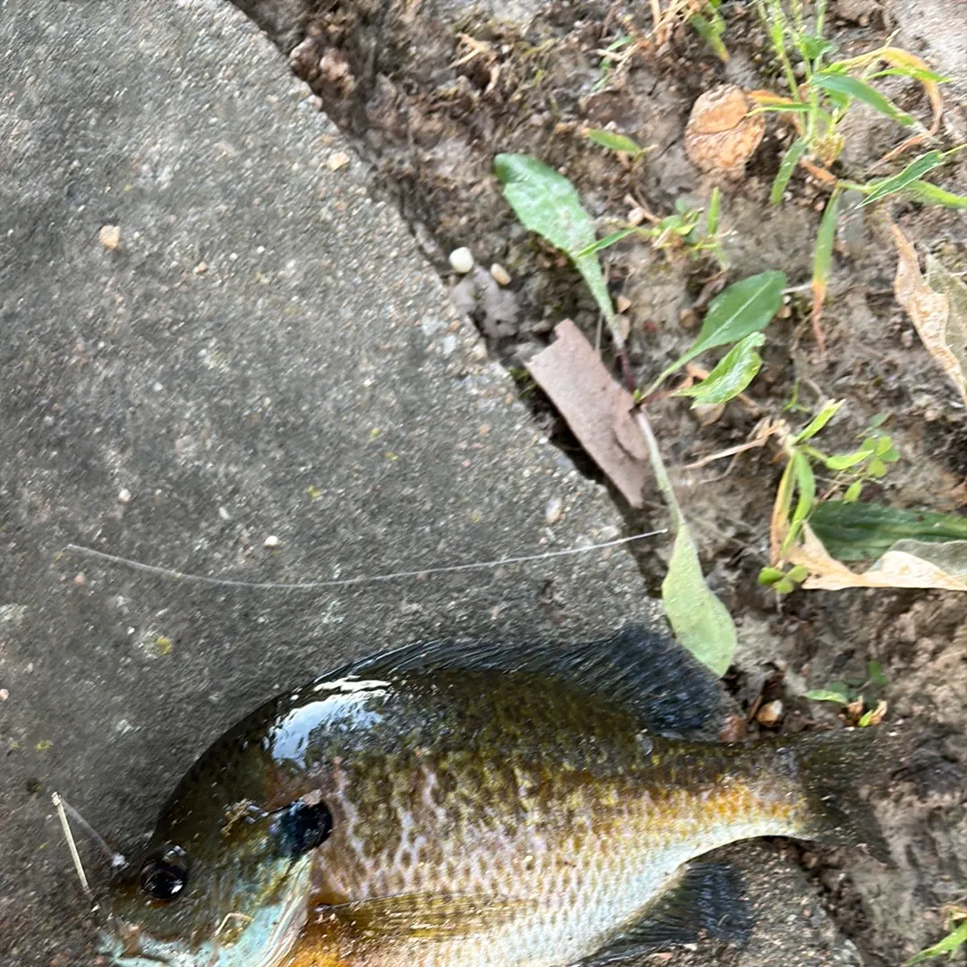 Bluegill caught on Fishbrain
