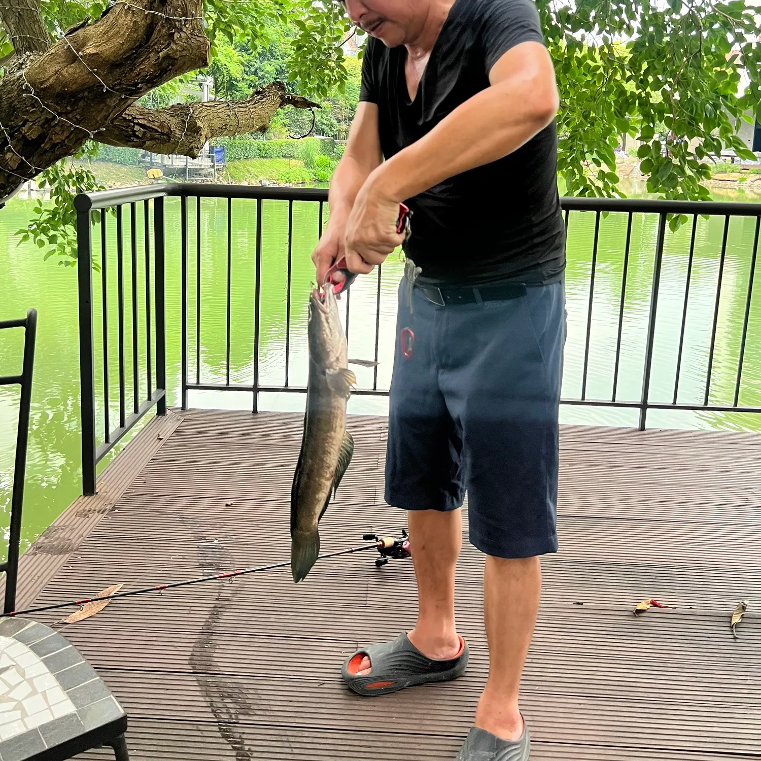 Striped snakehead caught on Fishbrain
