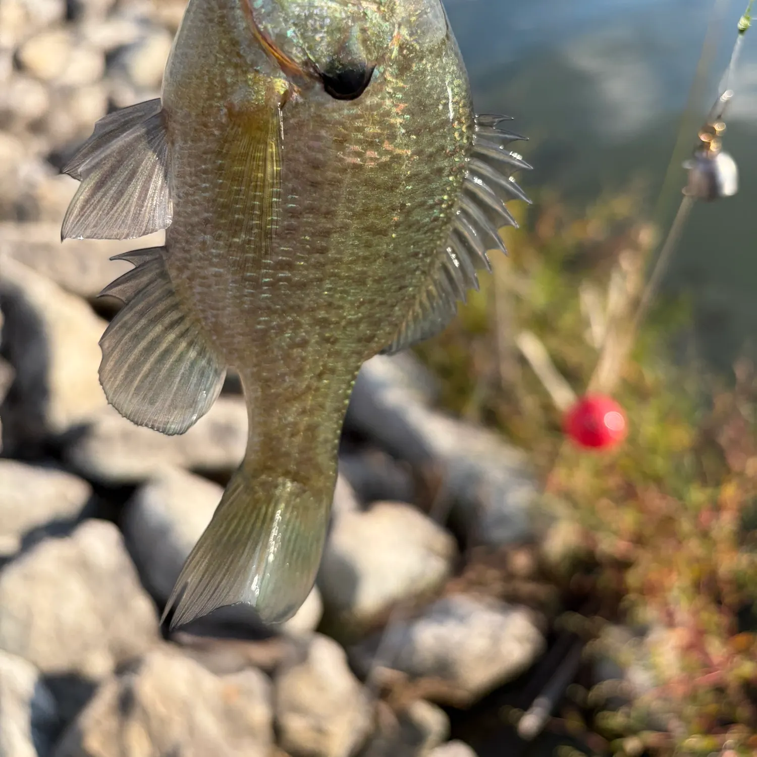 Bluegill caught on Fishbrain