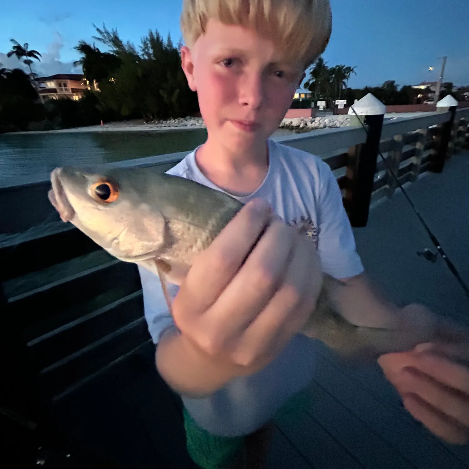 Mangrove snapper caught on Fishbrain